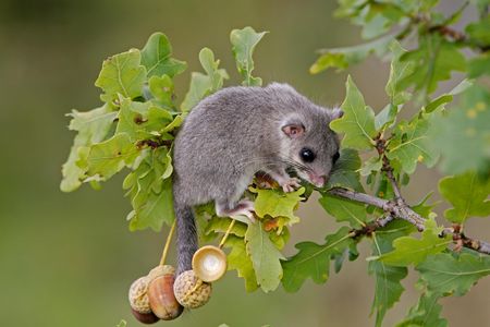 Siebenschläfer sitzt auf Ast mit Nüssen