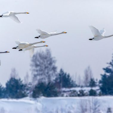 Singschwäne fliegen über den Schlabendorfer See