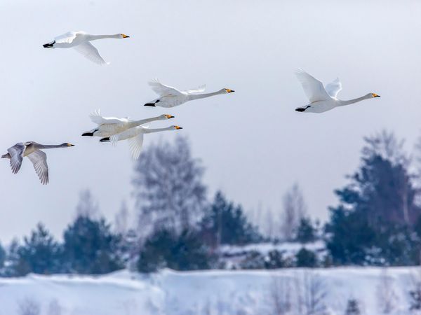 Singschwäne fliegen über den Schlabendorfer See