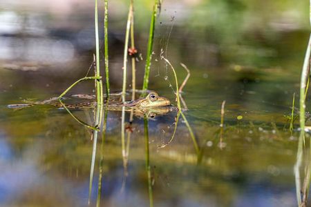 Wasser ist Leben - für Pflanzen, Tiere und Menschen