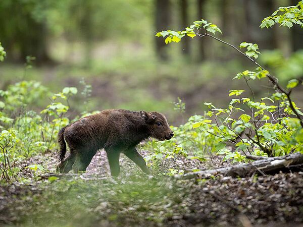 Ein wenige Tage altes Wisentkalb in der Kernzone der Döberitzer Heide.