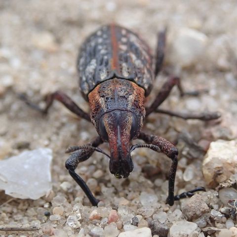 Heide-Steppenrüssler gut getarnt auf dem Sandboden von Sielmanns Naturlandschaft Kyritz-Ruppiner Heide