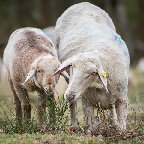 Mutterschaf und Lamm knabbern an einer Besenheide