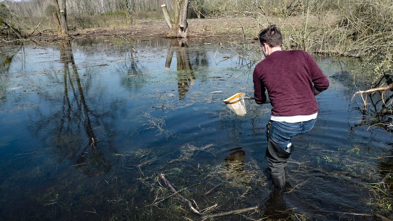 Ein junger Mann trägt eine Wathose und steht knietief in einem Tümpel. Mit beiden Händen hält er einen Kescher, den er aus dem Wasser gezogen hat. 