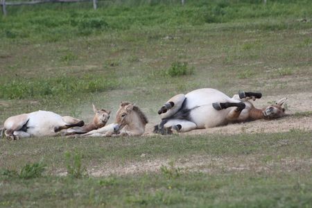 Drei Przewalskipferde wälzen sich im Sand und wirbeln Staub auf.