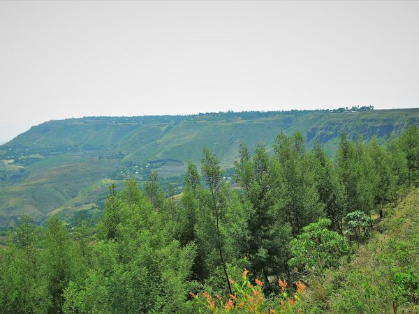 Die jungen Bäume, die im November 2018 an einem Hang im äthiopischen Kabiwobo Bezirk geplanzt wurden, sind im Juni 2021 bereits mehrere Meter hoch. 