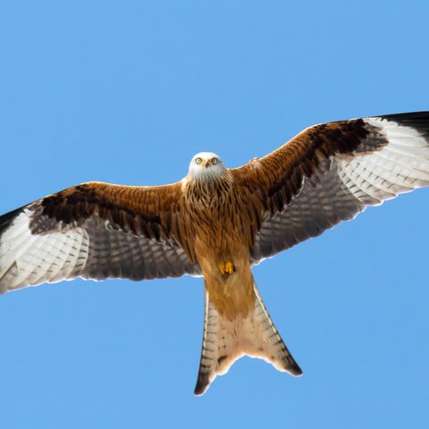 Rotmilan im Flug