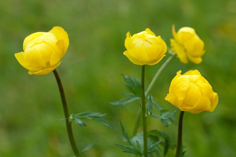 vier Blumen mit gelben Blüten vor grünem Hintergrund