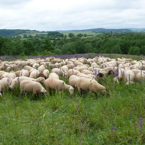 Eine große Herde Schafe weidet, im Hintergrund hügelige Landschaft