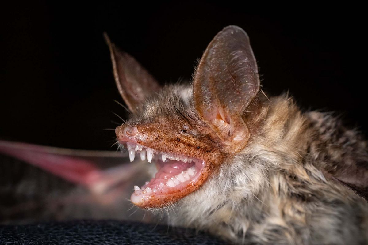 Fledermäuse Gefährliche Blutsauger oder bedrohte Insektenfresser?