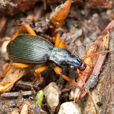 Bombardierkäfer Bombardierkäfer auf Waldboden