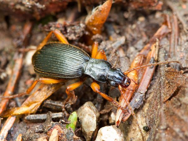 Bombardierkäfer auf Waldboden