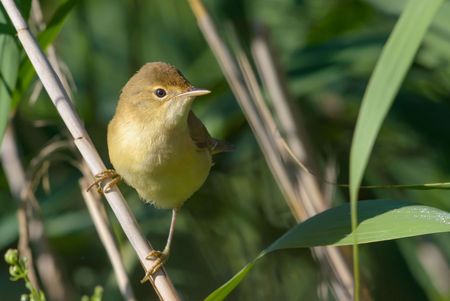 Sumpfrohrsänger versteckt sich gerne im Schilf