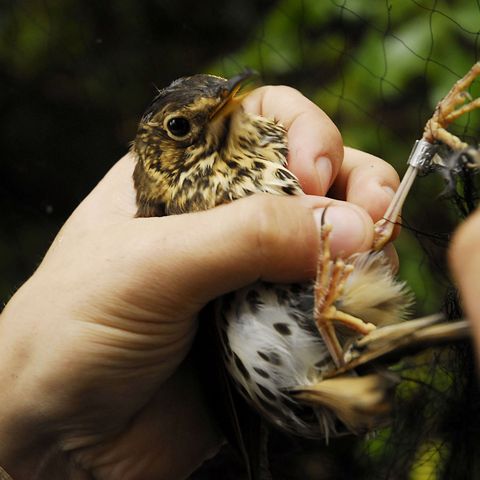 Ein Vogel wird beringt in der Vogelwarte Rossitten