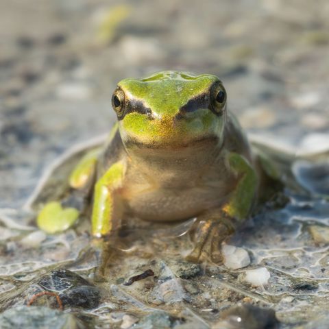 Ein Grasfrosch sitzt auf dem Boden und schaut in die Kamera