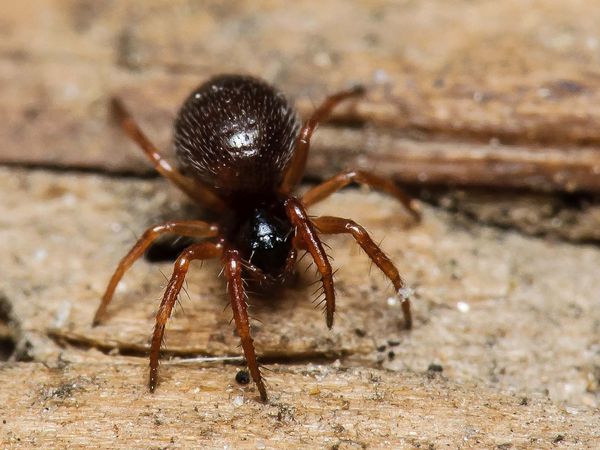 Kleine scharze Springspinne: Feder-Zwergstachelbein Maso gallicus