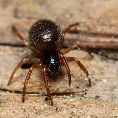 Kleine scharze Springspinne: Feder-Zwergstachelbein Maso gallicus