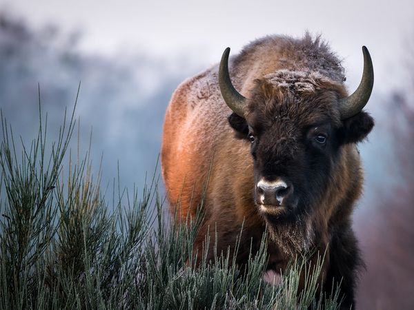 Wisente leben seit 2006 in Sielmanns Naturlandschaft, dem größten Erhaltungsprojekt in Deutschland