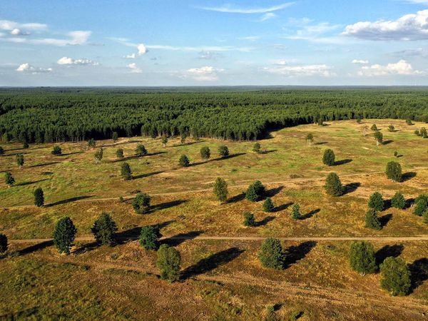 Drohnenaufnahme aus Sielmanns Naturlandschaft Tangersdorfer Heide