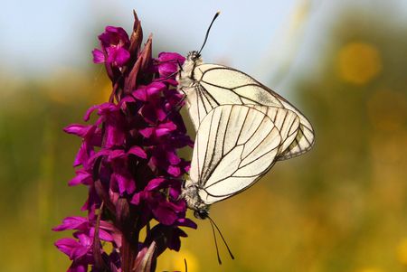 weißer Schmetterling auf lilapinker Blüte