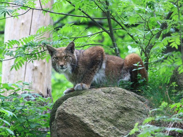 Eurasischer Luchs (Lynx lynx) sitzt auf einem Stein.