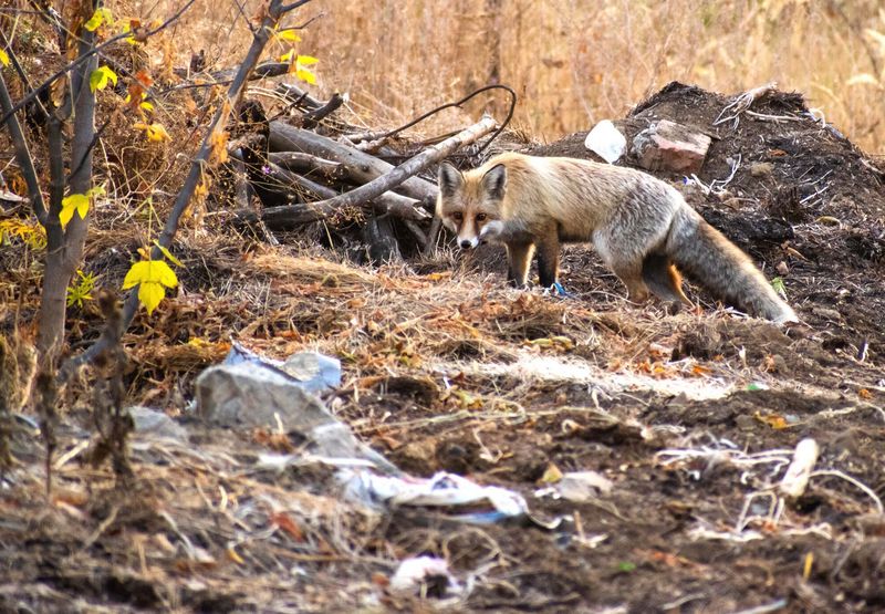 Fuchs steht in einer Landschaft voller Müll