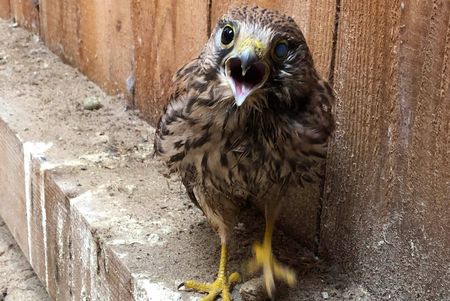 Turmfalke mit einem erblindeten Auge 