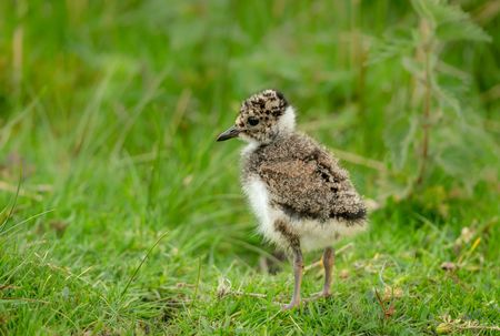 flauschiges Kiebitz-Küken steht auf einer Wiese