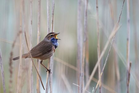 Blaukehlchen sitzt auf einem Schilfrohr und singt