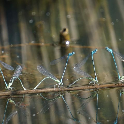 Hufeisen-Azurjungfer-Libellen auf einem Ast nebeneinander sitzend