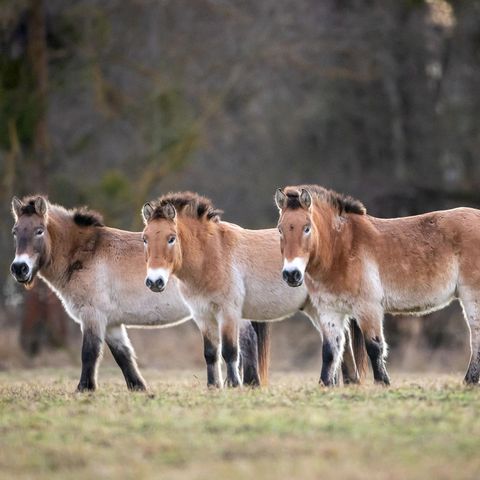 Przewalskipferde in Heide