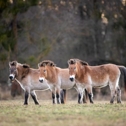Przewalskipferde in Heide