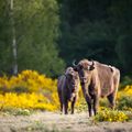 Zwei Wisente vor Ginsterlandschaft 