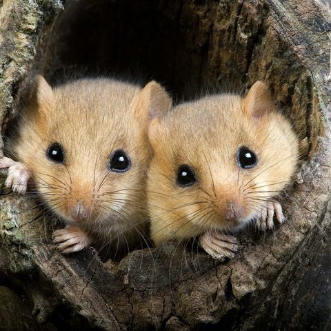 Zwei Haselmäuse schauen aus einer Baumhöhle heraus
