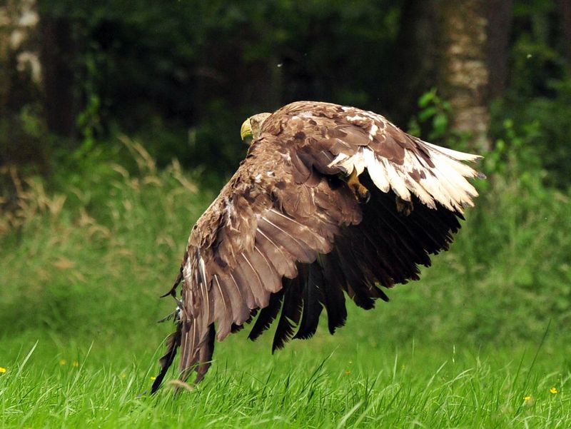 Fliegender Seeadler