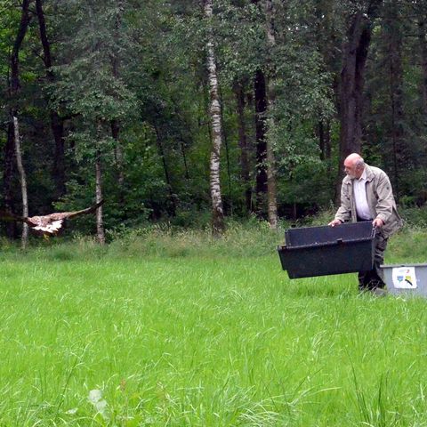Ein Widlvogel fliegt los während ein Mann und eine Frau zusehen und den Käfig halten