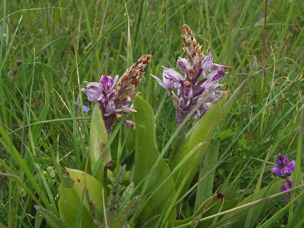 Rosa blühende Orchideen mit gedrungenen pyramidenförmigen Blütenbüscheln vertrocknen von der Spitze her.