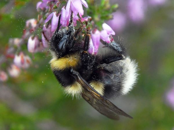 Heidehummel (Bombus jonellus): Eine Arbeiterin an Besenheide (Calluna vulgaris) in der Tangersdorfer Heide.