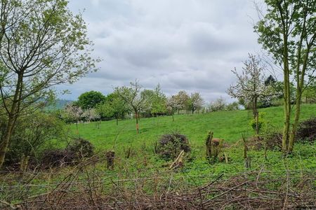 Eine Hecke und Bäume