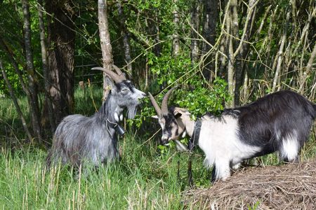 Ziegen in der ehemaligen Kiesgrube Oberankenreute