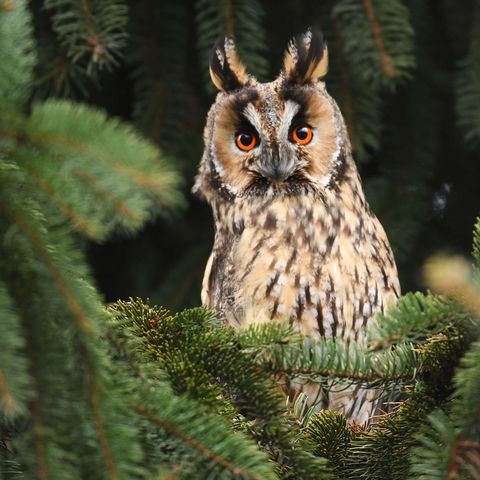 Eine Waldohreule sitzt in der Krone eines Nadelbaum, ihre charakteristischen Ohrfedern sind gerade nach oben aufgerichtet.