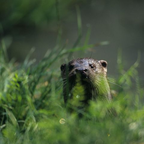 Ein Fischotter streckt den Kopf durch das hohe Gras hervor und schaut in die Kamera. Man sieht nur sein Gesicht, dass ein wenig von den Grashalmen verdeckt wird. 