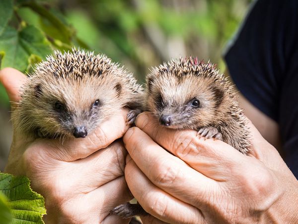 Publikumsliebling Igel: Als Botschafter für alle wilden Gartenbewohner wirbt er als Gartentier des Jahres 2020 für naturnahe Gärten.