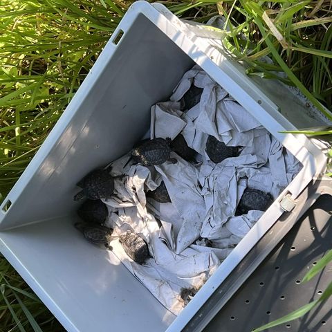 Mehrere kleine Sumpfschildkröten in einer Box mit Papier