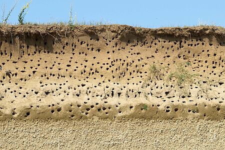 seitlicher Blick auf eine Sandwand mit vielen Uferschwalben-Nisthöhlen
