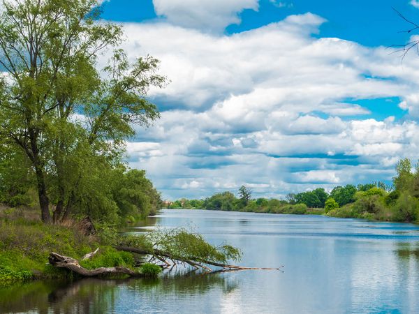 Breite Flusslandschaft mit Baum im Vordergrund und baumbewachsenen Ufern.