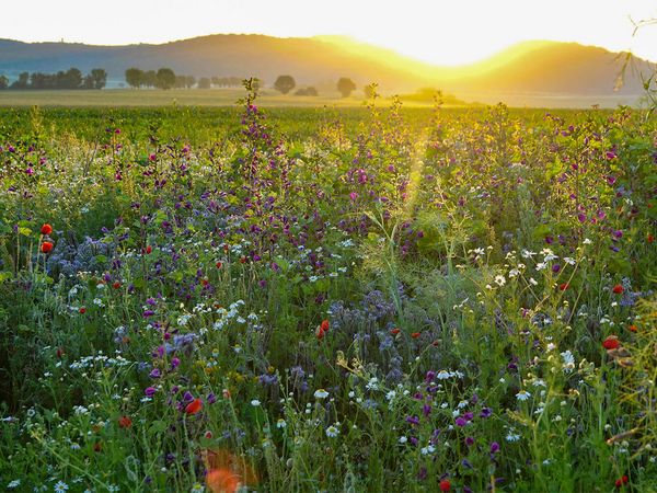 Blühfläche vor tiefstehender Sonne