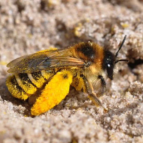 Hosenbiene mit markant erkennbarem Pollen an den Hosenbeinen