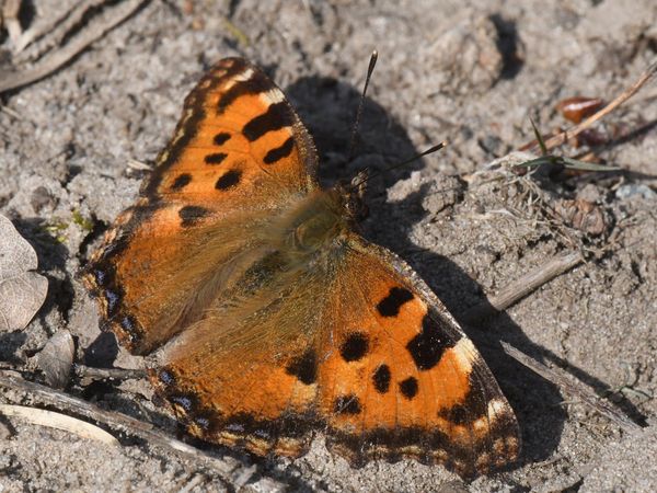 Ein Großer Fuchs (Nymphalis polychloros) in der Frühlingssonne der Döberitzer Heide.