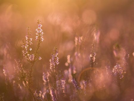 Die Blüten der Besenheide schimmern im goldenen Abendlicht rose und sehen sehr filigran aus.